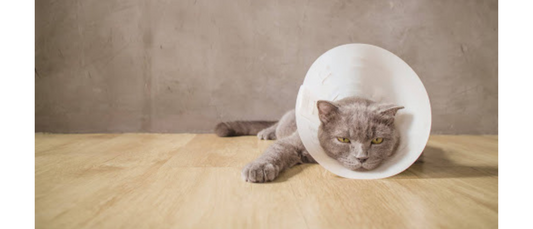 Understanding Veterinary Compounding: What Pet Owners Need to Know
