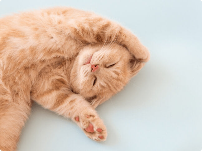 Pet pharmacy for your cat
