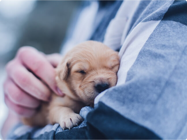 Pet medications made for your fur baby