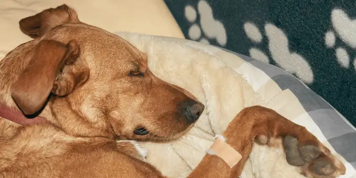 sick dogs consultation 