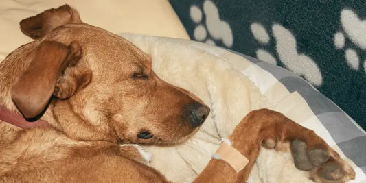 sick dogs consultation 