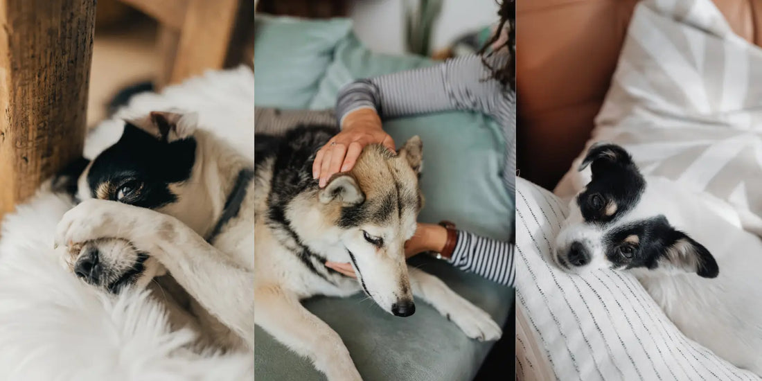 Why Choose a Compounding Pharmacy for Your Pets?