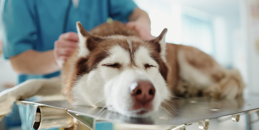 Customising Pet Medications: Veterinary Compounding for Complex Conditions